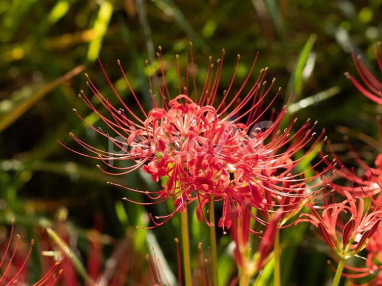 棚田の周囲に咲く彼岸花 葛城一言主神社,葛城坐一言主神社,一言主神社の写真素材