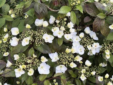 白い花 白い花の写真