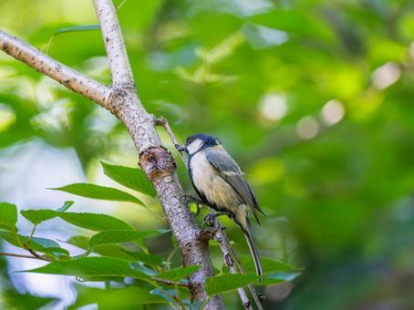 枝にとまるシジュウカラ シジュウカラ,野鳥,鳥の写真素材