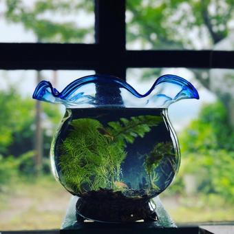 金魚鉢 金魚鉢の写真