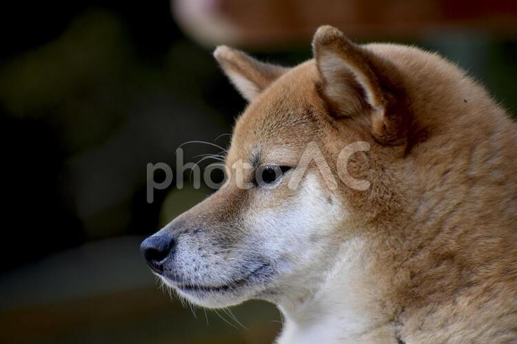 柴犬・横顔 柴犬,柴,犬の写真素材