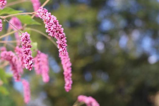 ピンク色のオオケタデの花のアップ ピンク色のオオケタデの花のアップの写真
