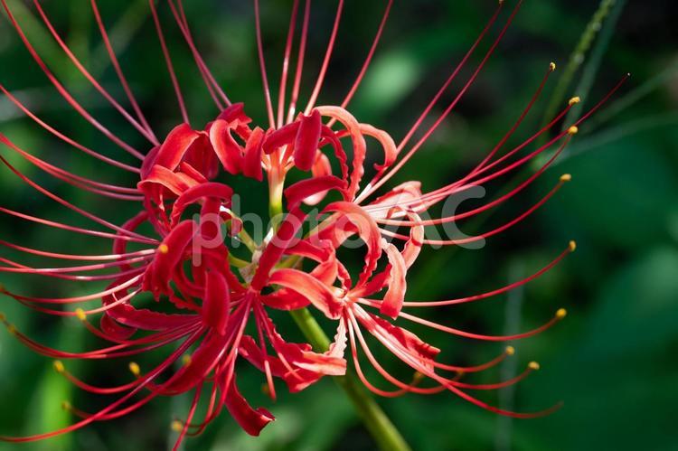 曼殊沙華（彼岸花） 曼殊沙華,彼岸花,花の写真素材