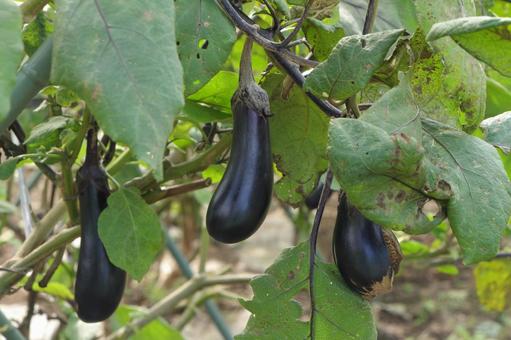 畑に実ったナス ナス,野菜,畑の写真素材