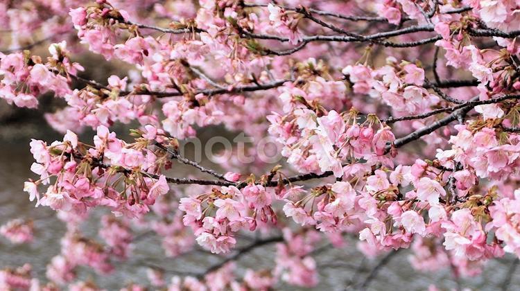 南伊豆下賀茂温泉の河津桜 桜,春,花の写真素材