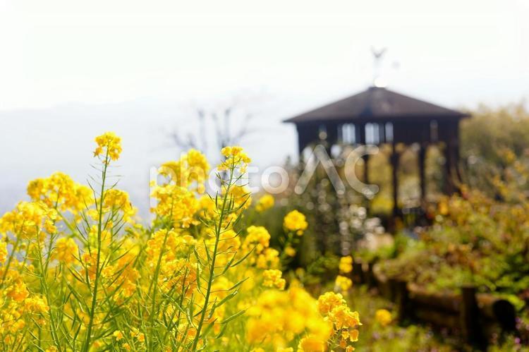 菜の花咲く庭園の風景 菜の花,花,春の写真素材