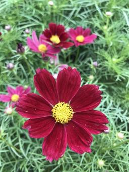 Photo, autumn, cosmos, flower, 