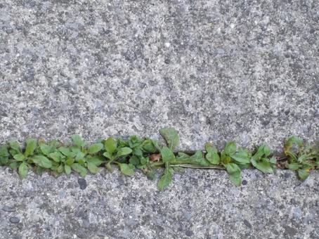 Photo, weed, concrete, road, 