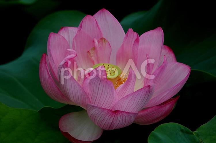 ハス 植物,ハス,はすの写真素材