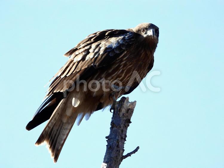 枝の先端につかまるトビ 鳥,野鳥,トビの写真素材