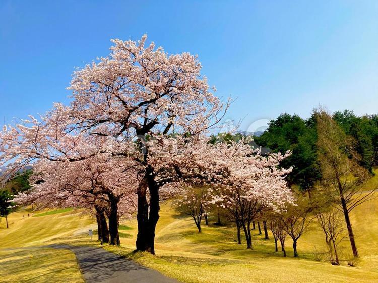 大きな桜の樹 風景,春,花の写真素材
