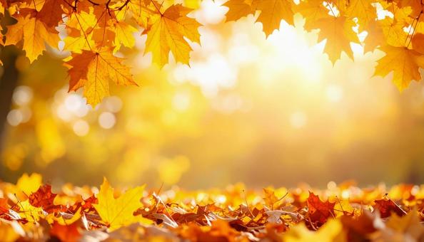 秋のイメージの背景画像　紅葉　野原の写真