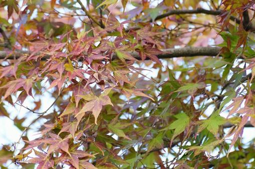 モミジの葉 モミジ,葉,植物の写真素材