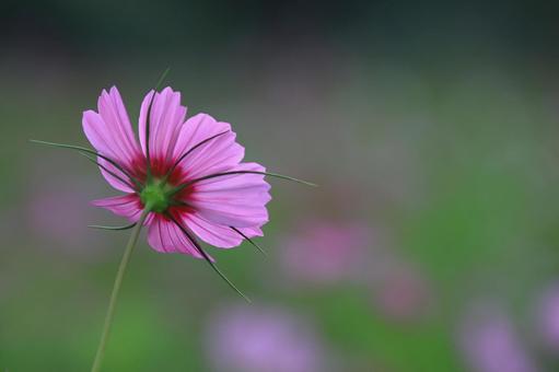 コスモスのバックスタイル-2 コスモスのバックスタイル-2 コスモス,花,秋の写真素材