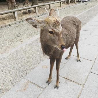 鹿 鹿の写真
