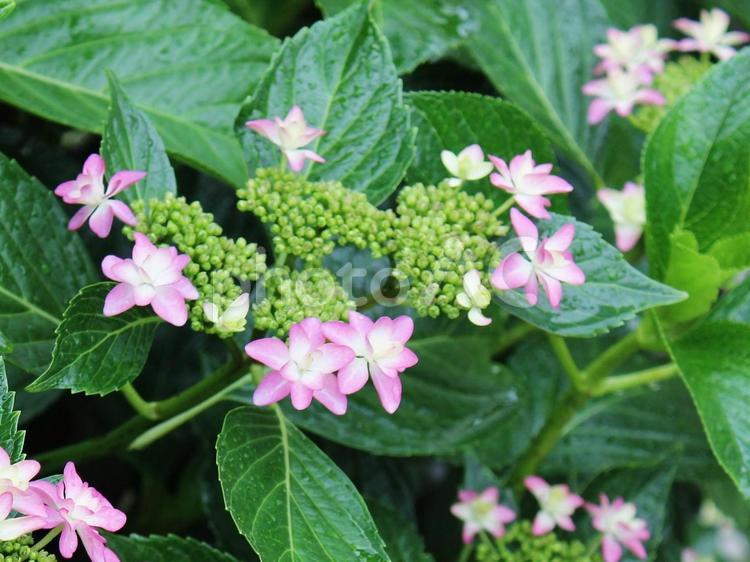 アジサイ （紫陽花）8 アジサイ,紫陽花,蕾の写真素材