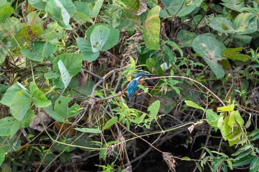 茂みの中から餌を狙うカワセミの写真