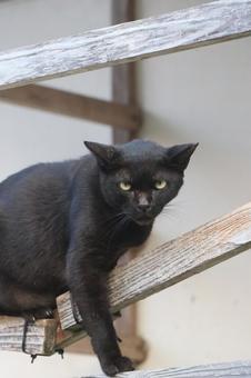 公園ネコ　沖縄県　那覇市　クロネコの写真