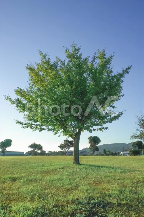 ★＜五島の風景＞中央公園のイチョウの木 風景,空,青空の写真素材