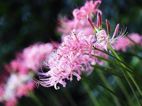 Pink spider lilies blooming in the autumn field, JPG Pink spider lilies blooming in the autumn field, JPG