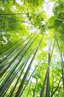 空に伸びる竹林の写真