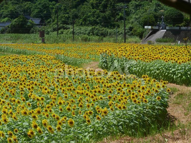 福岡県嘉麻市　熊ヶ畑 ひまわり畑の畦道 ひまわり,ヒマワリ,向日葵の写真素材