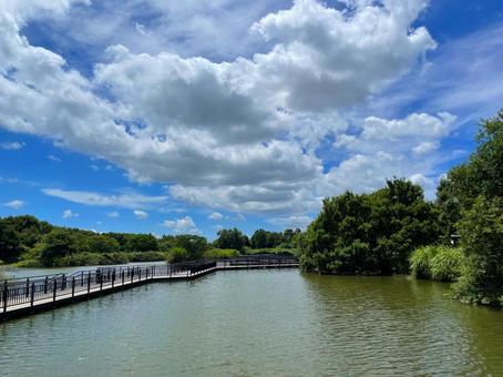 夏の公園の池 公園,池,風景の写真素材