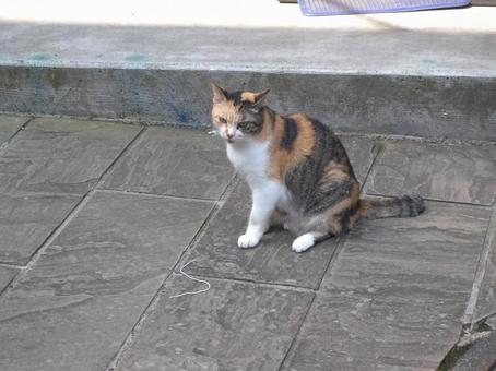 三毛猫 動物,ネコ,野良の写真素材