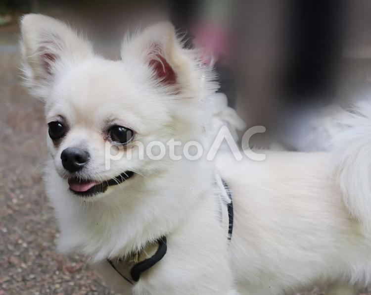 お散歩中のチワワの笑顔 お散歩,チワワ,犬の写真素材