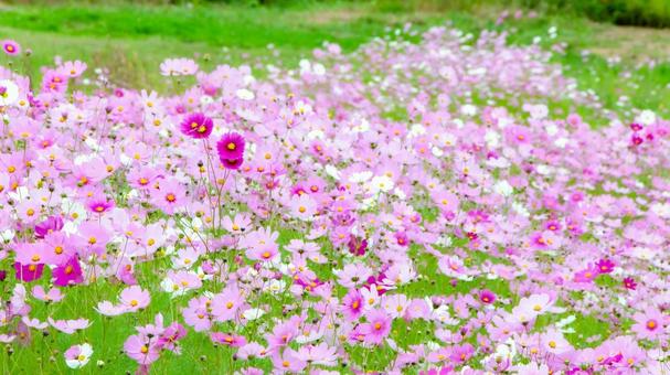 Cosmos 7, JPG