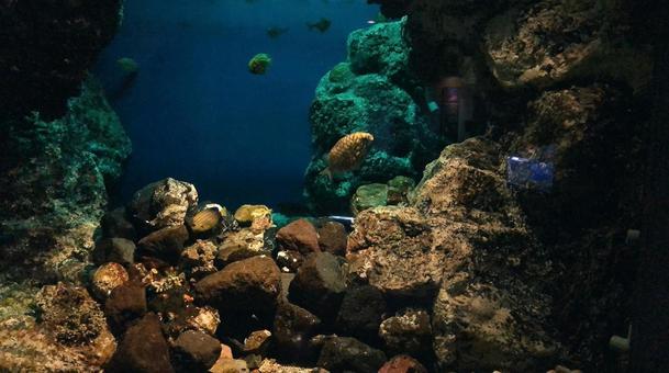 魚 魚の写真