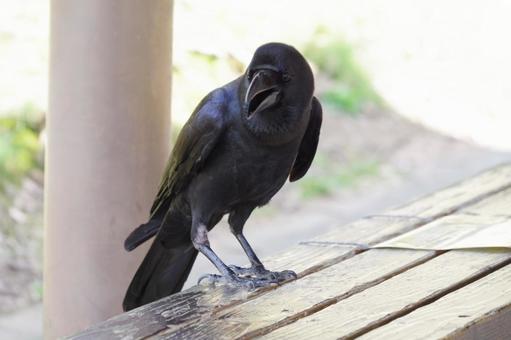 カラス カラス カラス,ベンチ,鳥の写真素材
