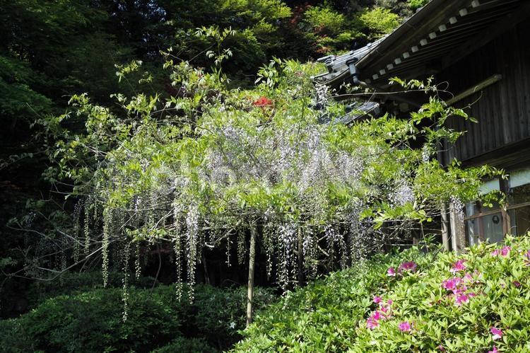 藤山神社の藤の花（２） 藤の花,花,自然の写真素材