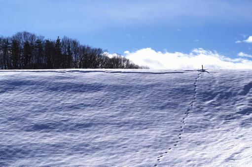 雪原と青空 雪原と青空 雪,雪原,冬の写真素材
