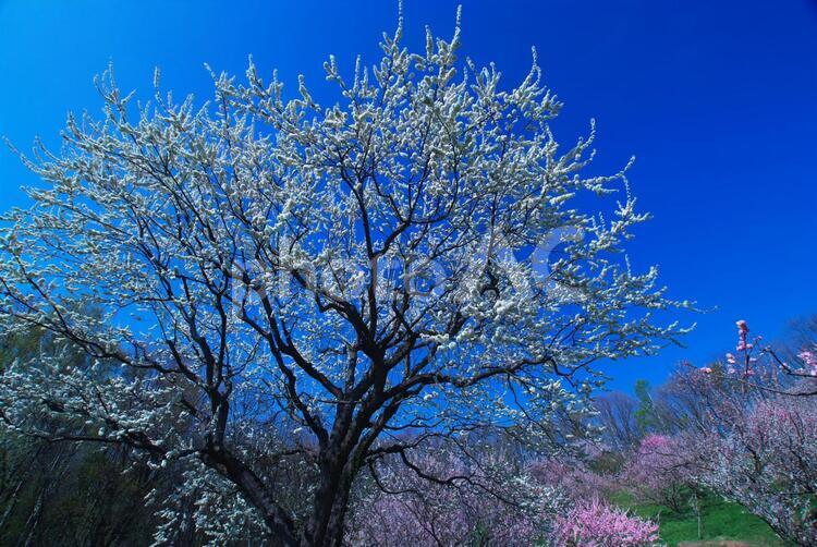 平岡梅林公園の梅まつり 梅林公園,花,コピースペースの写真素材