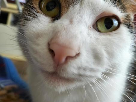 猫のアップ 猫のアップの写真