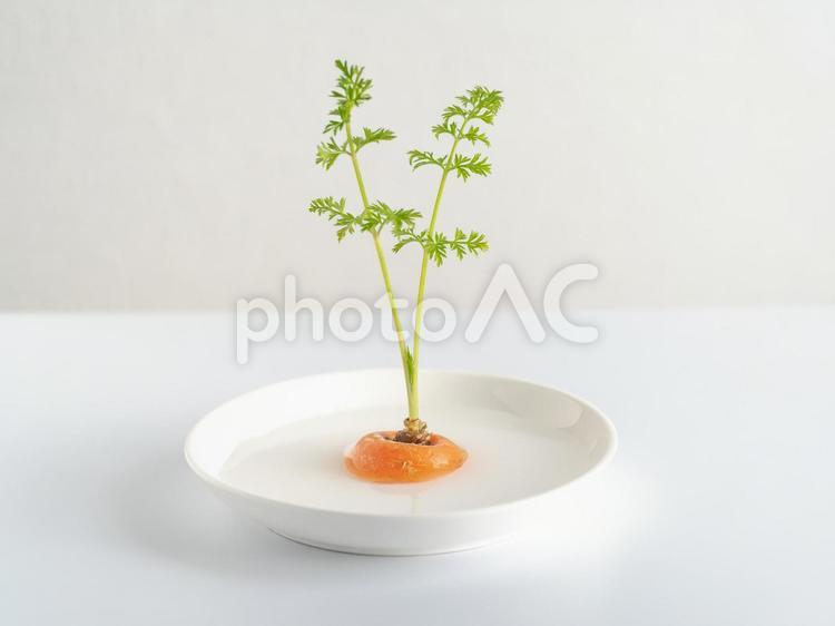 人参の再生栽培 ニンジン,野菜,再生栽培の写真素材