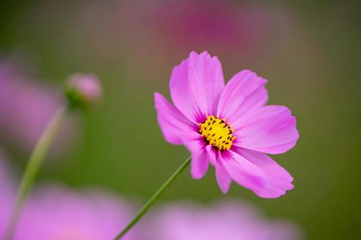 コスモスの花 コスモスの花 コスモス,コスモス畑,花の写真素材