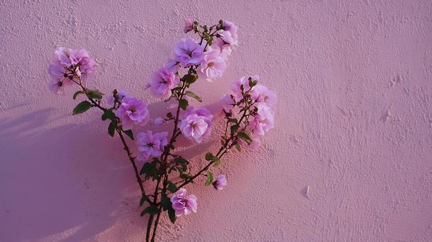 ピンクの花とピンクの壁 ピンクの花とピンクの壁の写真