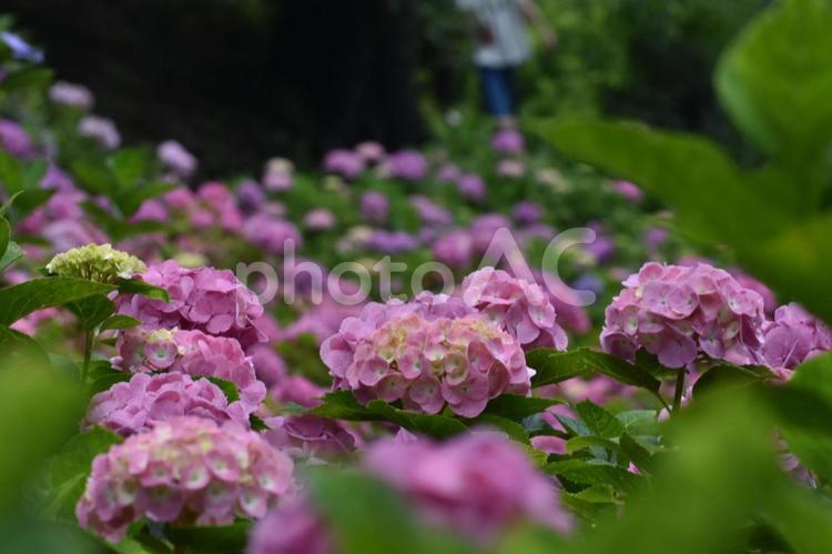 形原紫陽花の里 あじさい,アジサイ,ピンクの写真素材
