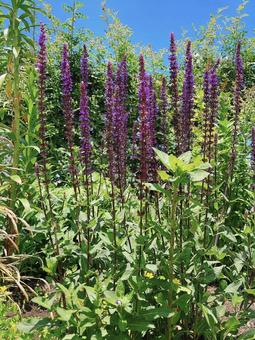 ラベンダーの写真