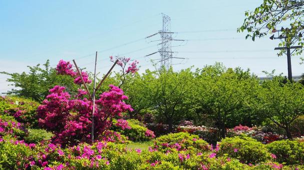 春のなぎさ公園・ツツジ&新緑(江戸川区) 春のなぎさ公園・ツツジ&新緑(江戸川区)の写真