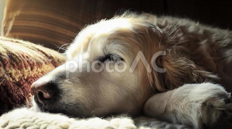 穏やかに眠るシニアのゴールデンレトリバー ゴールデンレトリバー,老犬,シニア犬の写真素材