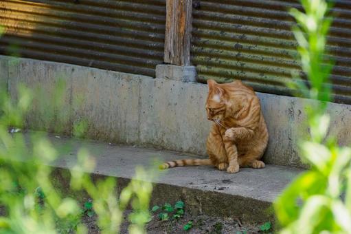 猫(185) 猫(185)の写真