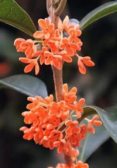 巌桂 金木犀,花,flowerの写真素材