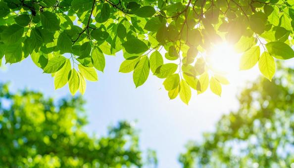 青空と太陽の下で新緑の木々が輝く自然風景 青空と太陽の下で新緑の木々が輝く自然風景の写真