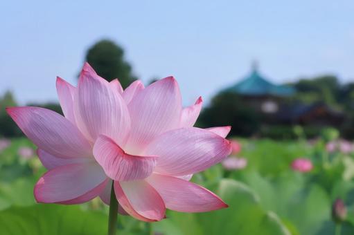 蓮の花アップ 弁天堂 蓮の花アップ 弁天堂の写真