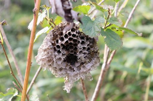 蜂の巣 蜂の巣,蜂,自然の写真素材