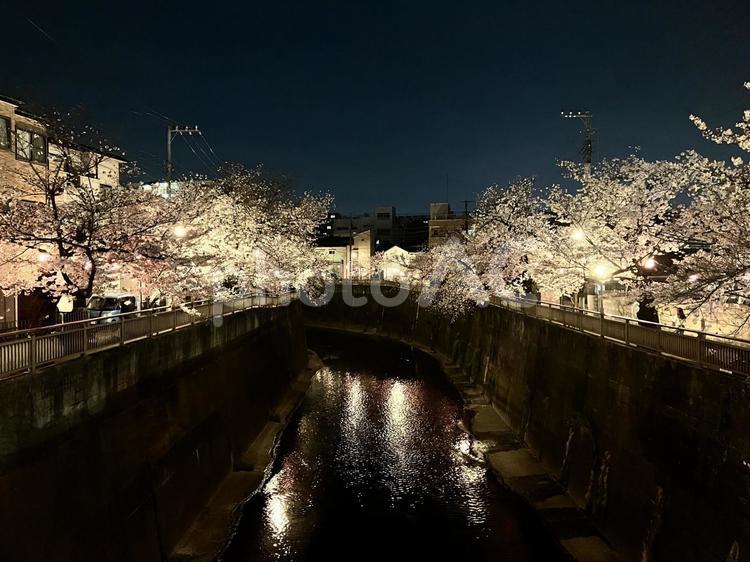 石神井川沿いのライトアップされた夜桜 桜並木,夜桜,桜の写真素材