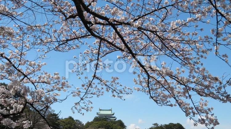 名古屋城　天守閣と満開の桜 名古屋城,天守閣,天守の写真素材
